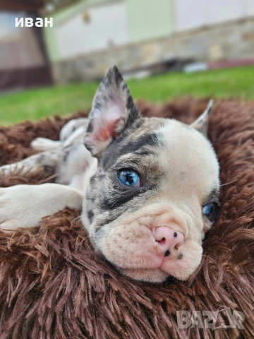 френски булдог , снимка 1