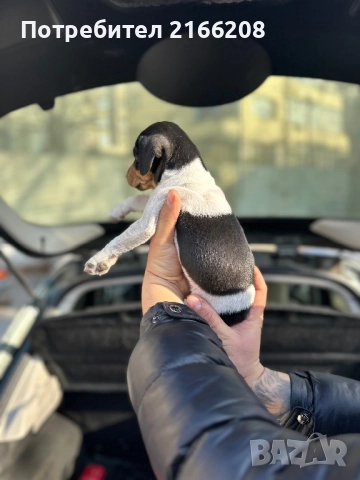 Джак ръсел териер, снимка 5 - Джак ръсел териер - 52748845