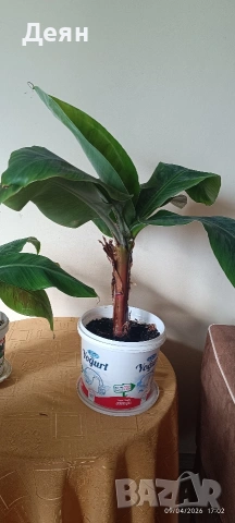 бананова палма