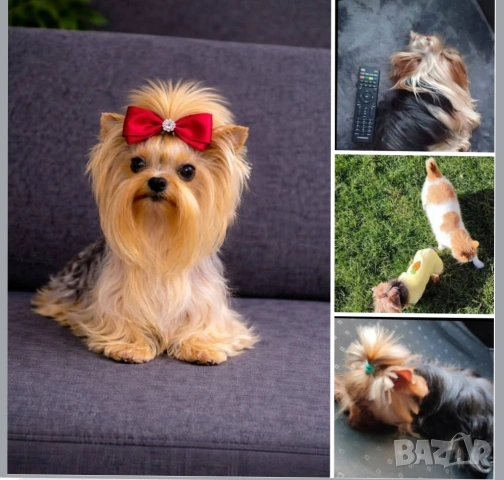 Търси приятелка