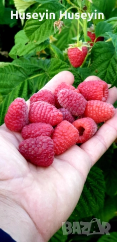 Расад Малини и Къпини без бодли, снимка 6 - Разсади - 52165658