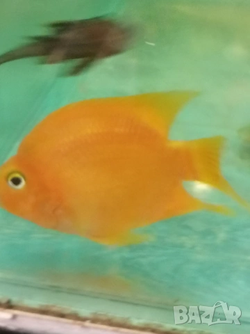 Продавам голями риба червен Папагал, анциструси, Птеригоплихт 