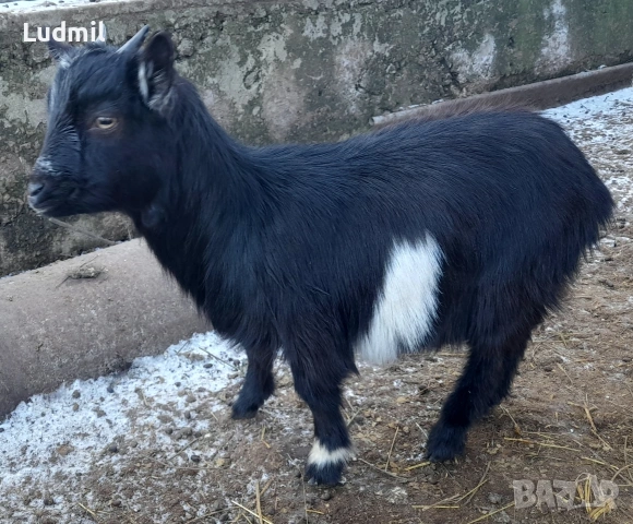 Продавам декоративни яренца, снимка 2 - Кози - 53165362