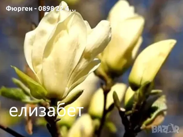 Магнолия - Magnolia НАЛИЧНИ 21 ВИДА Студоустoйчиви, снимка 7 - Градински цветя и растения - 33512293