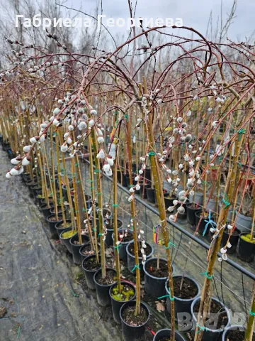 Плачеща върба , снимка 5 - Градински цветя и растения - 48949190