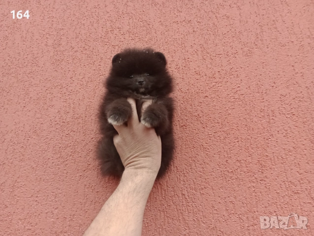 Мъжко Померанче. Реални снимки от 01.02.26 г., снимка 4 - Померан - 53228313