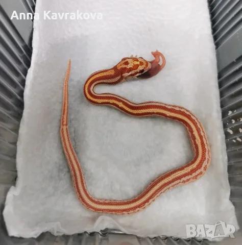 Царевичен смок / змия 