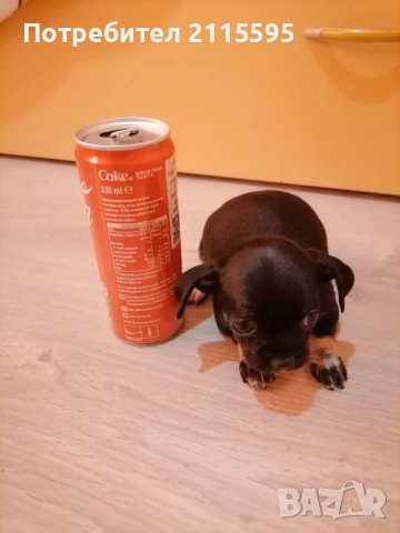 Продавам пинчер, снимка 1