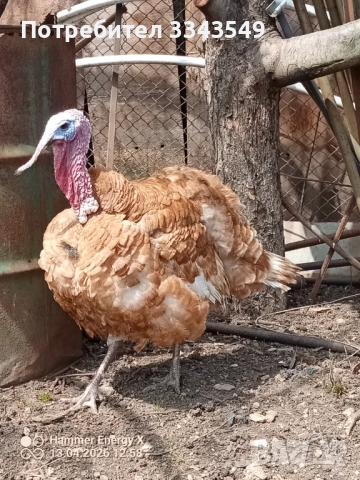  Чифт пуйки , снимка 6 - Кокошки и пуйки - 54180063