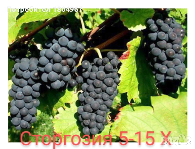 Лозов посадъчен материал , снимка 5 - Разсади - 52487852