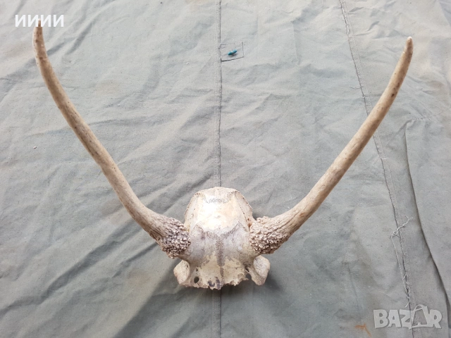 Рога от елен трофей , снимка 2 - Антикварни и старинни предмети - 53904446