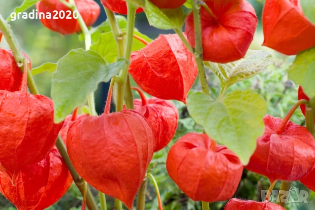 Физалис (Мехунка) – Студоустойчива разновидност, снимка 6 - Разсади - 52229424