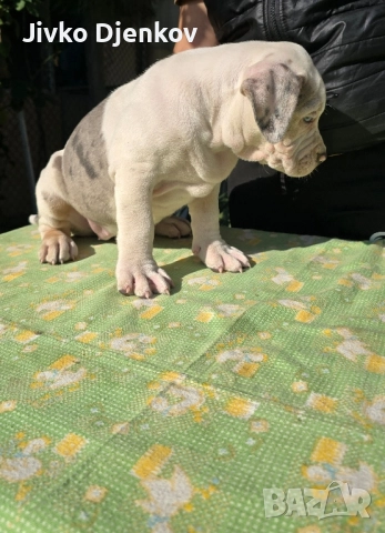 Американско були / American bully XL , снимка 5 - Други - 52453803