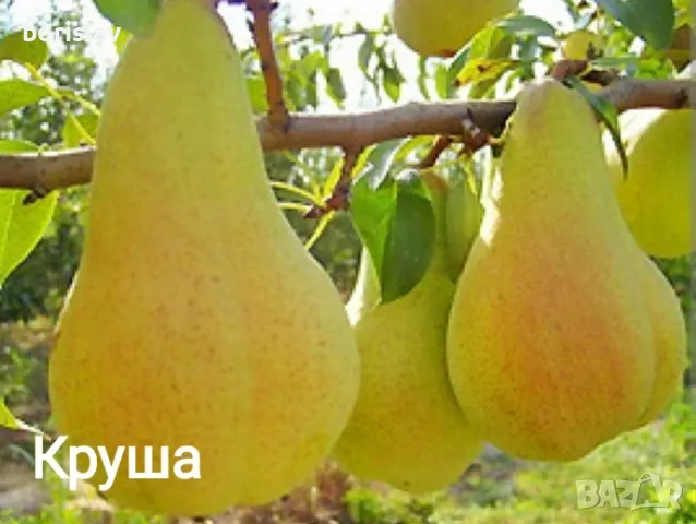 Продавам плодни дръвчета - праскови, кайсии, круши, ябълки, сливи, вишни, череши и дюли, снимка 11 - Разсади - 48079027