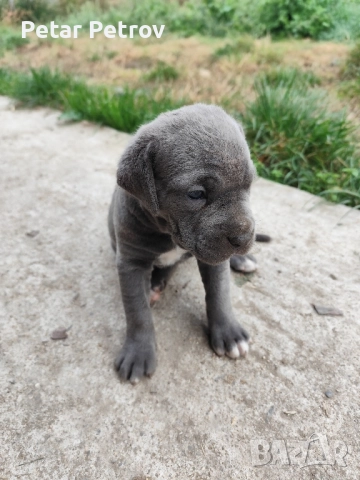 Кане Корсо бебета, снимка 6 - Кане корсо - 52413661