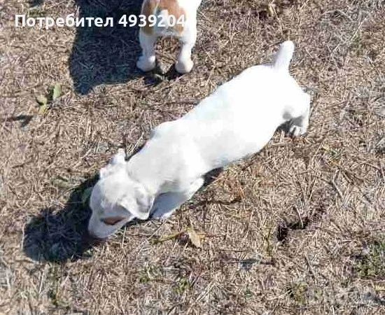 Кутре Джак Ръсел , снимка 3 - Джак ръсел териер - 55954785