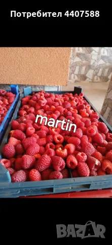 Разсад ягоди , снимка 17 - Разсади - 49528498