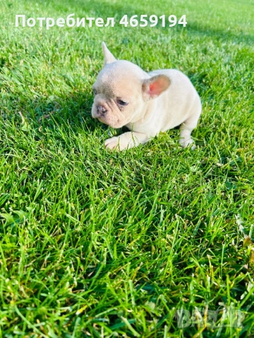 Френски Булдог, снимка 6 - Френски булдог - 52517082