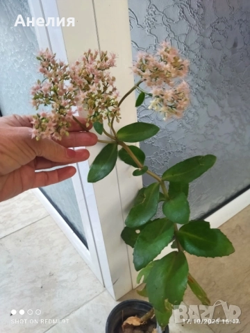 Зимен жасмин и Седум Матрона , снимка 2 - Градински цветя и растения - 52462755