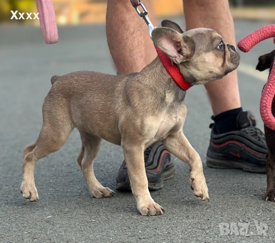 Френски булдог - мини шоколадов и изабела тан стандарт  - две женски, снимка 2 - Френски булдог - 53240762