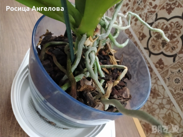 Орхидея pirate picotee, снимка 2 - Стайни растения - 52615200