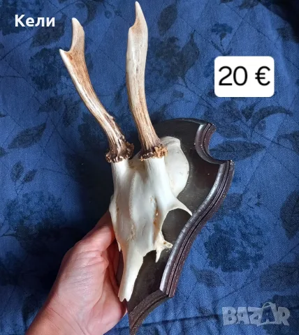 Рога  от сръндак 