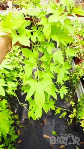 Ипомея Батат, два различни зелени сорта!, снимка 11 - Градински цветя и растения - 51230396