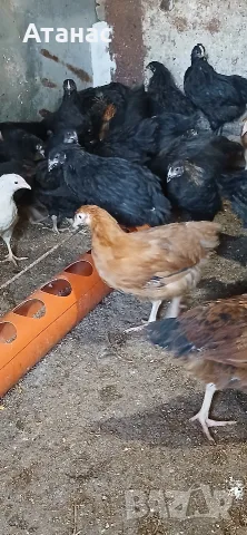 Селски пилета на 2 месеца.