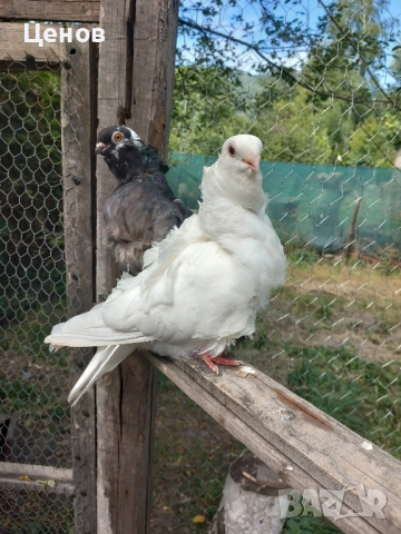 Продавам китайски чайки, снимка 2 - Гълъби - 47866473