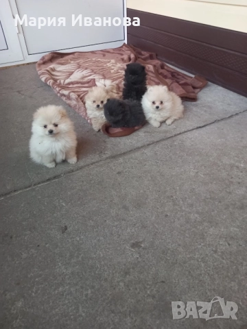 Бебета мини шпиц си търсят нов дом , снимка 2 - Померан - 52970296