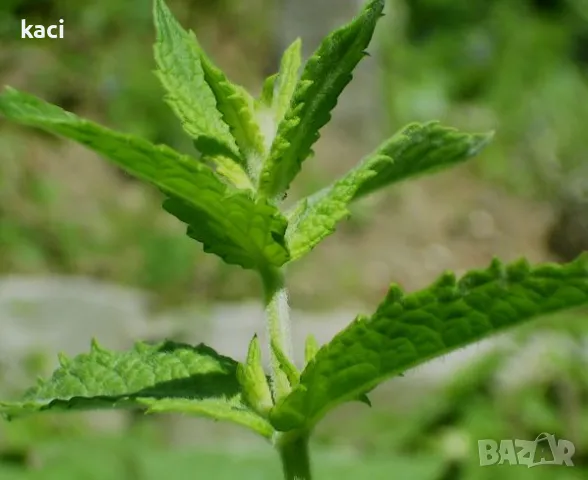 Джоджен в саксия , снимка 1