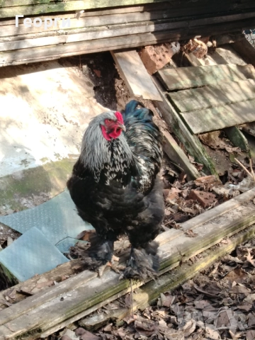 Продавам петли Брама и Каюги, снимка 6 - други­ - 52947667