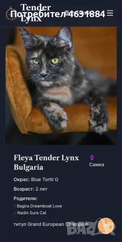Коте от породата Мейн Кун, снимка 5 - Мейн кун - 56274900