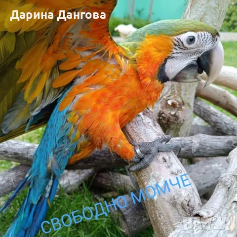 Ара RUBYGOLD - хибрид 