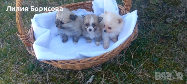 Продавам Мини померани , снимка 9 - Померан - 53826947