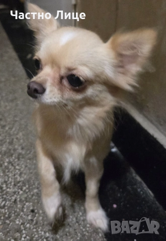 Женско чистокръвно чихуахуа, снимка 3 - Чихуахуа - 52901834