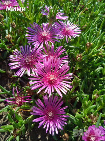 Долосперма -лилава, снимка 3 - Градински цветя и растения - 44731852