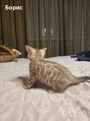 Бенгалско коте, снимка 3 - Бенгалски - 40146006
