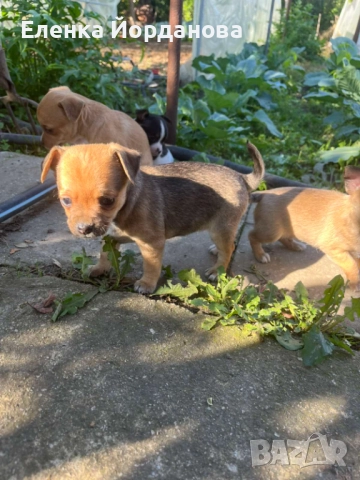 Продавам пинчери , снимка 1
