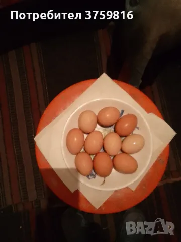 Домашни яйца