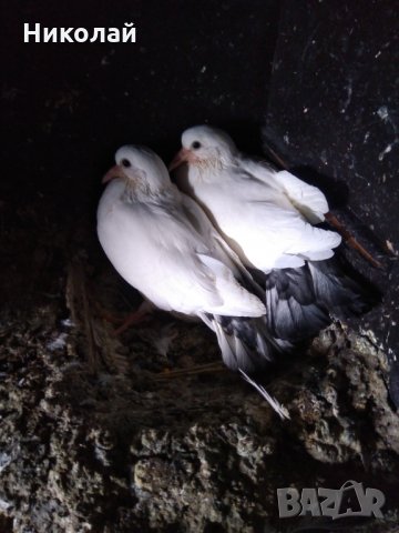 Продавам гълъби бемкалий палбелий поморийски пазарджишки млади бели гълъби за свадба, снимка 5 - Гълъби - 33750811