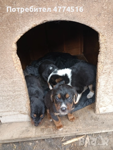 Подарявам пет малки кученца, снимка 6 - Други - 53939684
