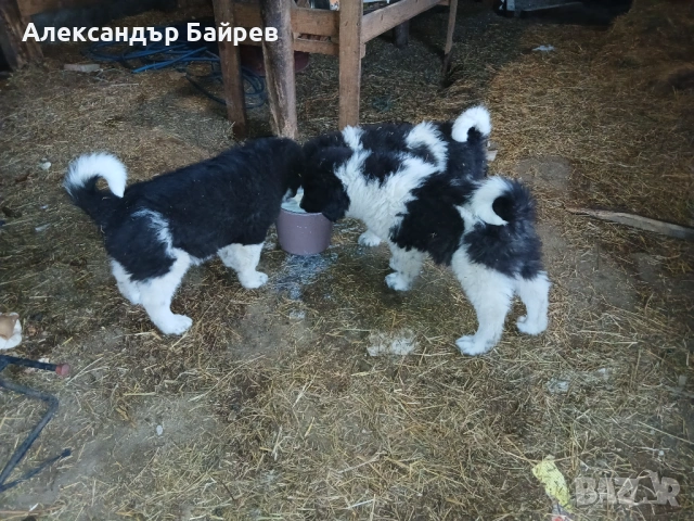 Българско овчарско куче 