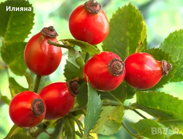 Шипка,Глог,Коприва,Лапад,Манголд,Розмарин,Самардала,Песто от Коприва