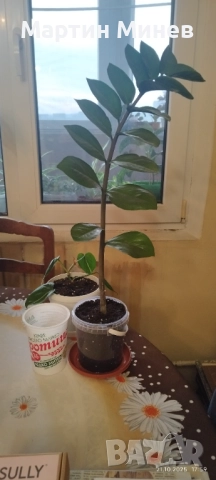 Филодендрон (Philodendron) / Сингониум (Syngonium), снимка 8 - Стайни растения - 47059632