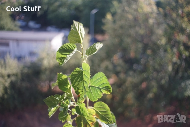 Фотоапарат Praktica LTL с обектив Meyer-Optik 2.8/29 Görlitz Orestegon, снимка 11 - Фотоапарати - 51662452