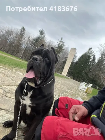 Кане корсо за разплод