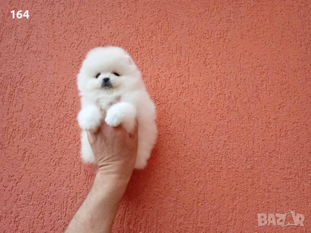 Померани. Реални снимки от 21.04.26, снимка 2 - Померан - 54219294