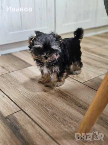 Йоркширски териер момиче, снимка 4 - Йоркширски териер - 54149551