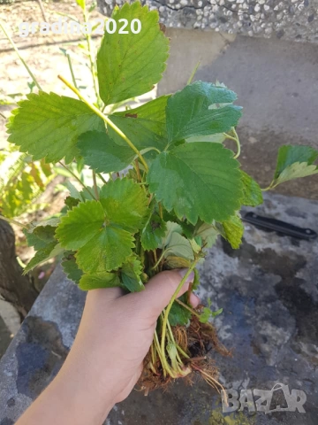 Ягода - Сорт Клери, снимка 4 - Разсади - 52241048